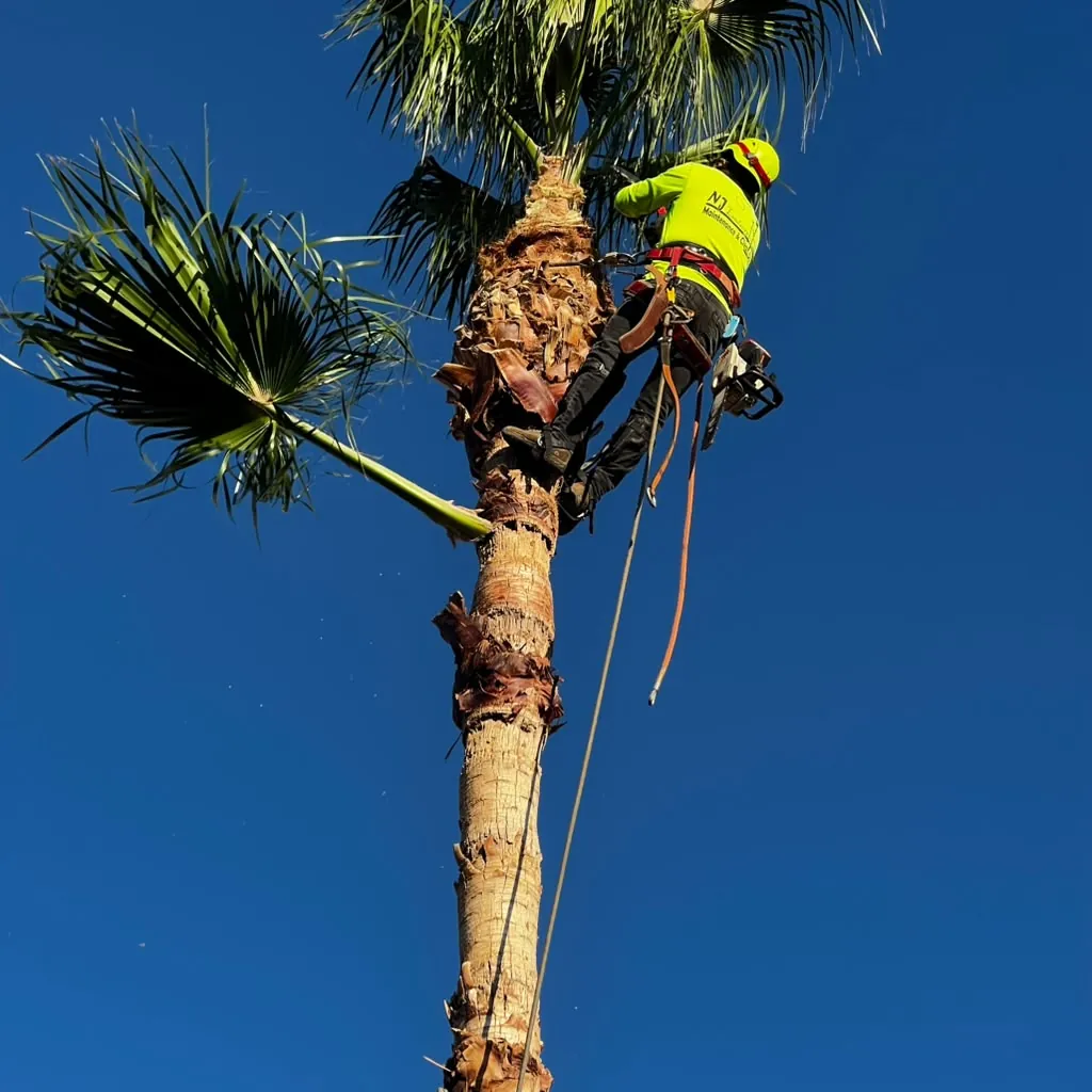 Working the trunk of a tall palm in full harness