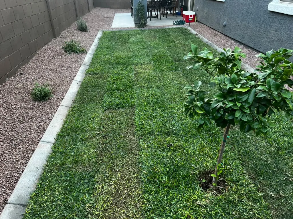 New lawn edged in curbing with young citrus going in